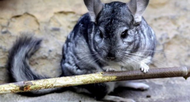 Proč mohou vlasy činčily vypadávat??